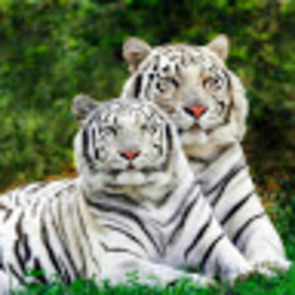 Meet your Posher, Deanne